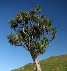 By Jade - originally posted to Flickr as Cabbage Tree, CC BY-SA 2.0, https://commons.wikimedia.org/w/index.php?curid=9997043