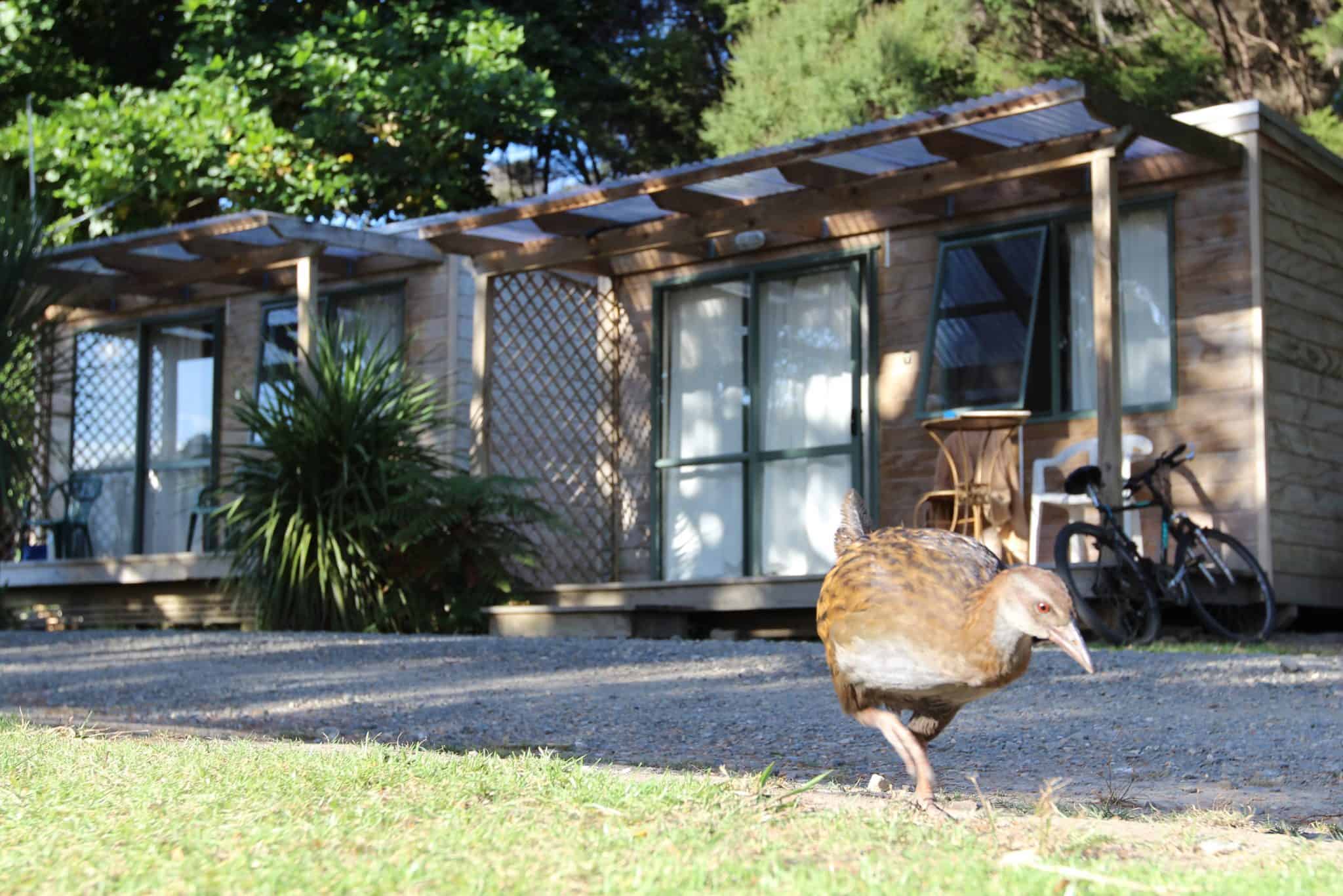 Weka roam free outside cabins, Russell-Orongo Holiday Park